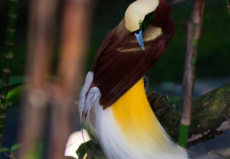 Lesser Bird-of-Paradise