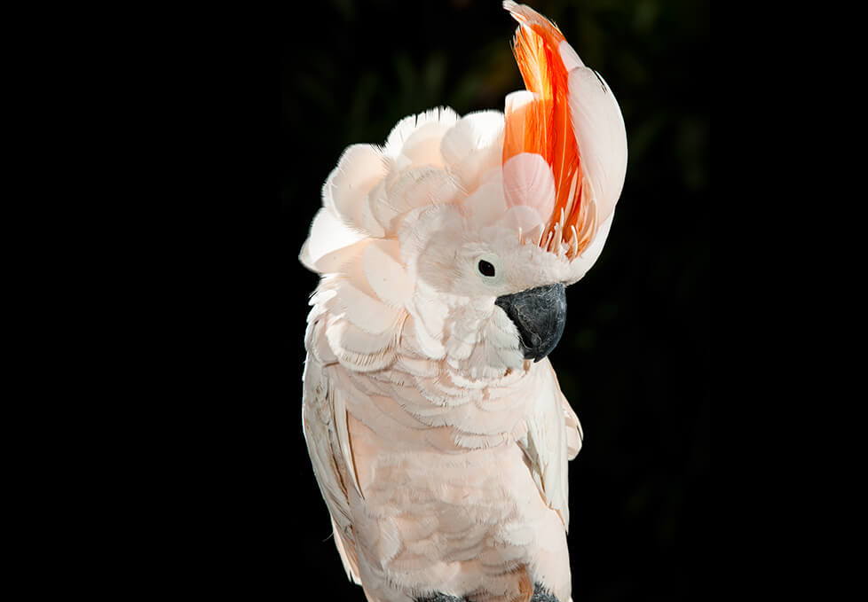 Salmon-crested Cockatoo