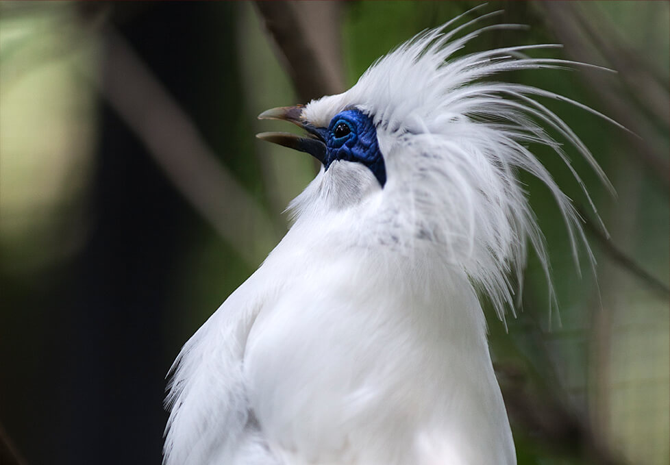 Bali Starling