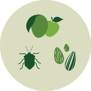 Fruit, Insect, Seed