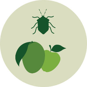 Fruit, Insect