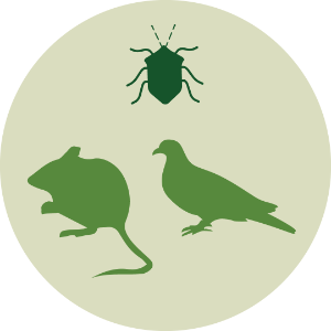 Insect, small mamals, bird