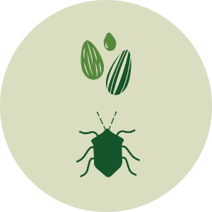 Seed, Insect