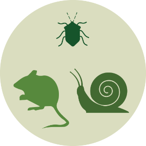 Small mamals, Invertebrate, insect
