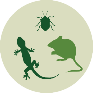 Small mamals, small vertebrates, insect