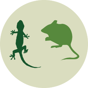 Small mamals, small vertebrates