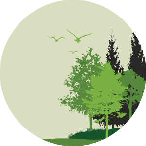 Secondary Forest, Forest Edge