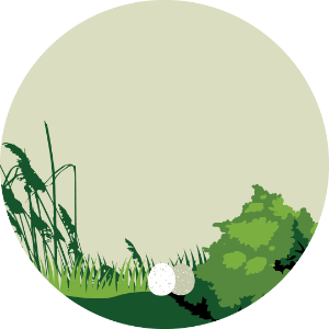 Bushes