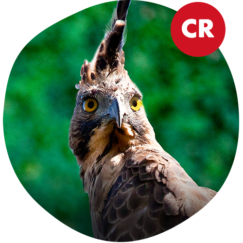 Javan Hawk-Eagle