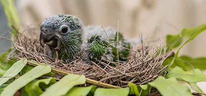 BREEDING